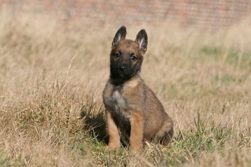 berger belge laekenois chiot assis sagement de face