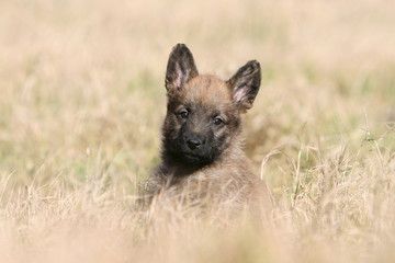 craquant petit berger belge laekenois chiot de face