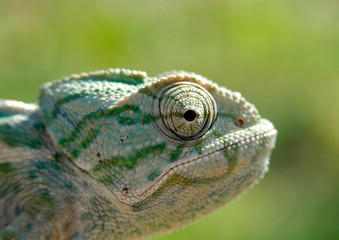 Camaleon