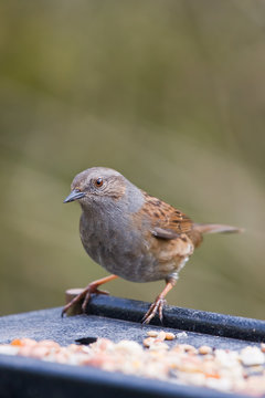 Uk Bird The Dunnock