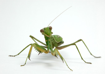 Mantis religiosa