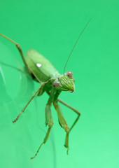 Mantis religiosa