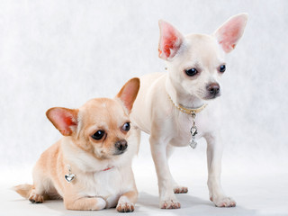 Two chihuahua breed female on white background