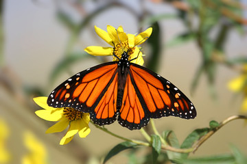 Monarch Butterfly (danaus plexippus) in spring