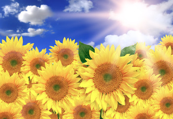 Obraz premium Bright Yellow Sunflowers on a Beautiful Sunny Day