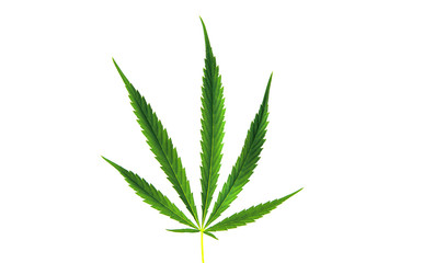 Green leaf of marijuana