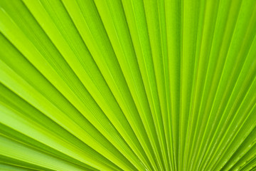 Obraz premium Palm leaf.
