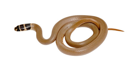 Close up of snake (Eirenis modestus)