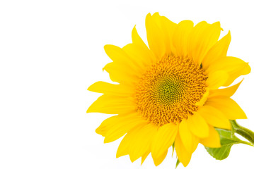 Fototapeta premium Sunflower