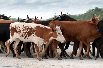 Cattle in the farm