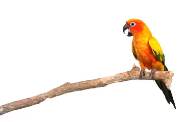 Fototapete Papagei Sonnensittich Papagei schreit auf einem Ast