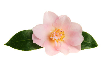 Obraz na płótnie Canvas Pastel camellia