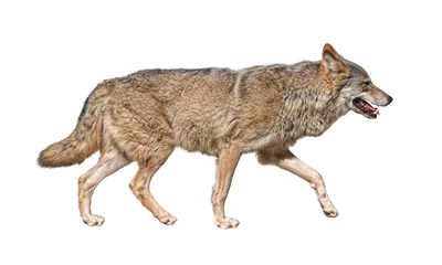 Fotobehang Wolf Lopende wolf