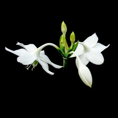 des fleurs blanches sur un fond noir