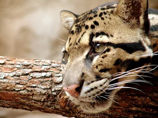 Foto op Canvas clouded leopard © irocstock