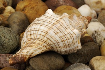 Muschel am Kiesstrand