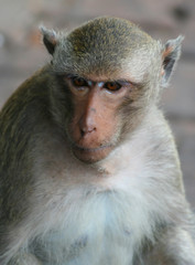 macaque