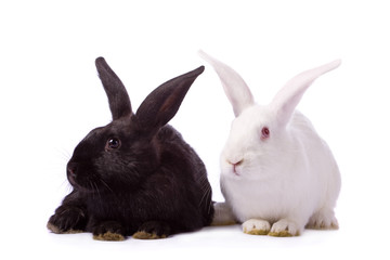 Black rabbit and white rabbit isolated on white background.