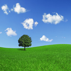 Fototapeta na wymiar Lonely tree on a green field