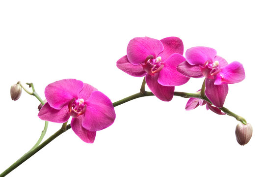 pink orchid  isolated on white