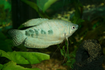 gourami in aquarium
