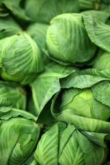 Obraz premium cabbage