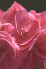 Obraz premium flowers