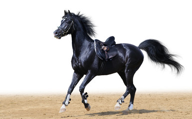 black arabian stallion
