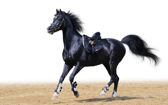 black arabian stallion © Kseniya Abramova