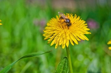 Bee on Dandelion