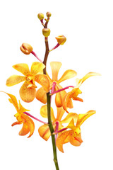 Yellow orchid