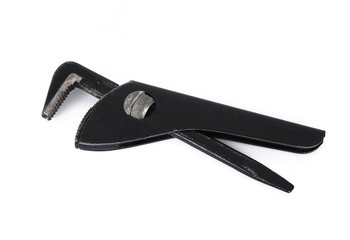 Obraz premium pappagallo