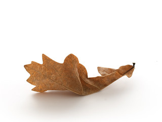 Naklejka premium Leaf