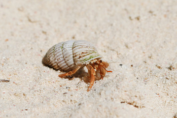 Hermit Crab on a beach