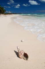Shell in the Caribbean
