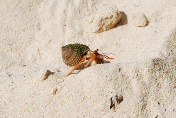 Hermit Crab on a beach