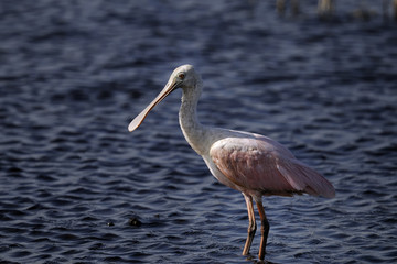 roseate spoonbill portrait