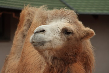 Fototapeta premium Camel in Moscow Zoo