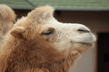 Fototapeta premium Camel in Moscow Zoo