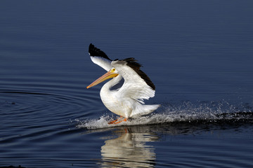 Fototapeta na wymiar american white pelican portrait