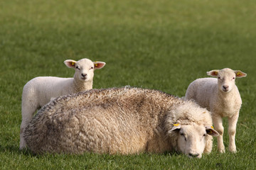Fototapeta premium two little lambs and mother sheep looking at you
