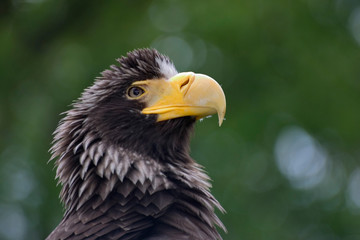 Riesenseeadler