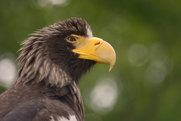 Riesenseeadler