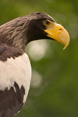 Riesenseeadler