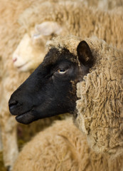 Naklejka premium Sheep Portrait