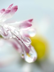 Water drops on daisy flower, beauty macro