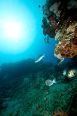 Fototapeta na wymiar coral, sun, ocean and fish