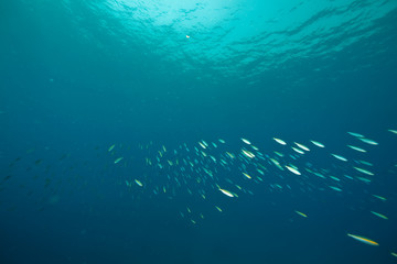 Fototapeta na wymiar ocean and fish
