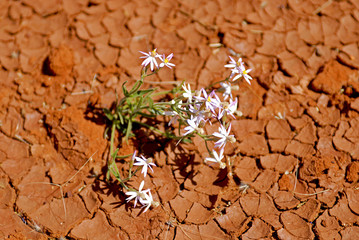Die Wüste blüht in Australien