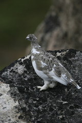 Ptarmigan on a rock